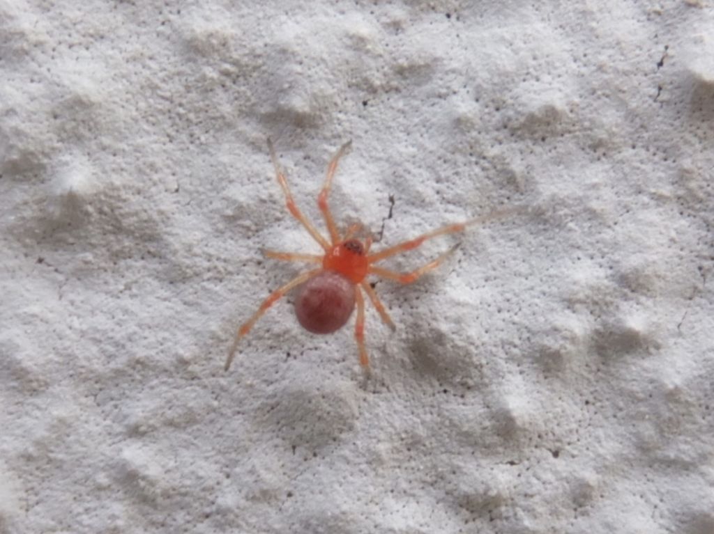 Theridiidae: cfr. Theridion musivum - Bazzano (AQ)